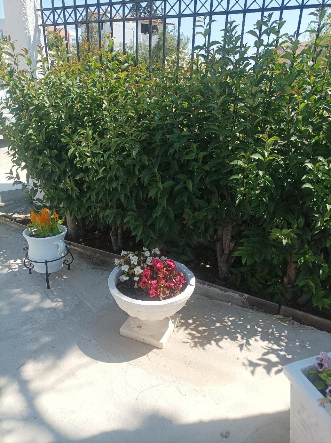فيلا Selene House Selinia المظهر الخارجي الصورة